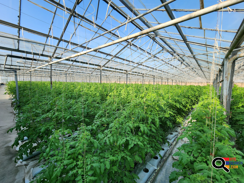  Վաճառվում է գործող ջերմոցներ Աբովյան Արամուս գյուղ տանող ճանապարհի Անկախության 2