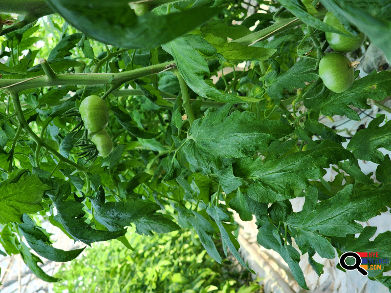  Վաճառվում է գործող ջերմոցներ Աբովյան Արամուս գյուղ տանող ճանապարհի Անկախության 2